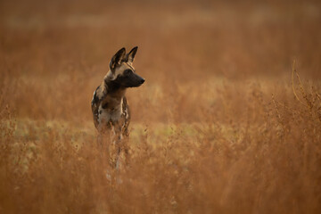 African wild dog in bushes turning head