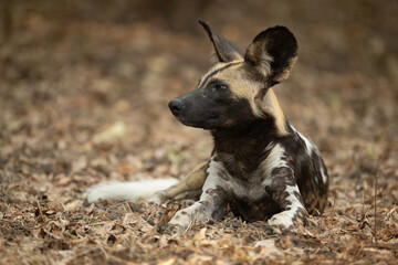 African wild dog lies among leaf litter
