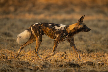 African wild dog crosses grass in sunshine