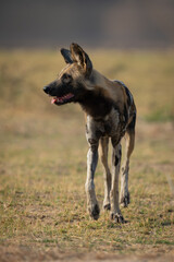 African wild dog approaches camera turning head