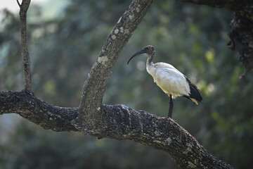 African sacred ibis in profile on branch