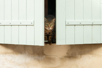 cat in between window-lockers in France