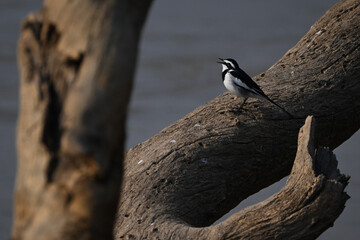 African pied wagtail opens beak on log