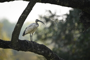 African sacred ibis in profile on tree