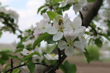 in the backyard there is a blossoming apple tree on a warm sunny day