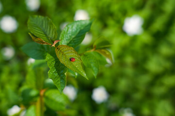 Bright green leaves with a ladybug resting on one, showcasing nature's beauty in a vibrant garden during sunny weather