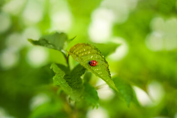 Ladybug resting on green leaf surrounded by vibrant foliage in a natural setting during daylight hours