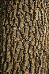 Detailed texture of a tree trunk showcasing natural patterns in a forest setting during daylight hours