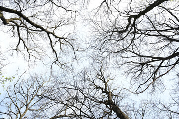Barren branches intertwine against a bright sky in a serene natural setting during early spring