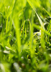 Close-up view of vibrant green grass with sunlight shining through in a peaceful outdoor setting