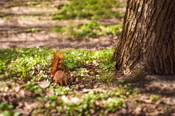 Squirrel foraging in a lush green forest with a large tree during daytime