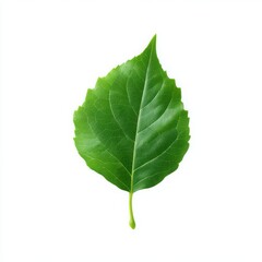 Fototapeta premium Single green leaf close up isolated on white background