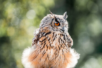 great horned owl in flight
