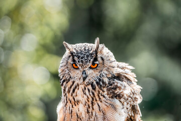 great horned owl in flight