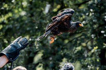 bird of prey flying in show