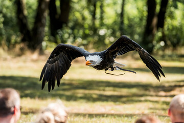 bird of prey flying in show