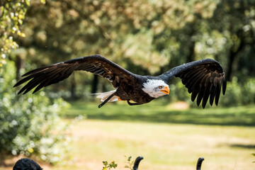 bird of prey flying in show
