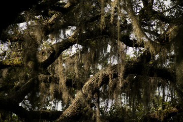 Green Spanish moss hangs from branches of trees in Cumberland Island, GA