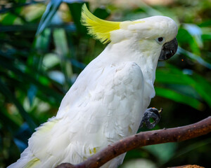 White cockatoo perched on a branch surrounded by green foliage in a tropical setting