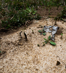 lizard on the stone