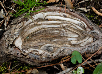 tree trunk with moss