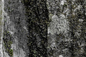tree bark texture