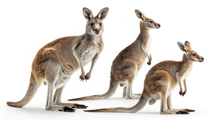 Fototapeta premium Kangaroo Illustrations with White Backdrop