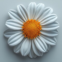 Vibrant yellow and white daisy macro high resolution picture