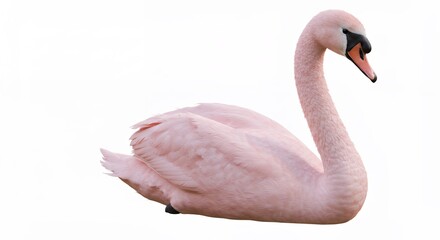 Fototapeta premium Pink swan image against white background