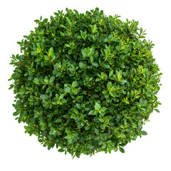 Fototapeta premium PNG Round shaped bush plant vegetation decoration.