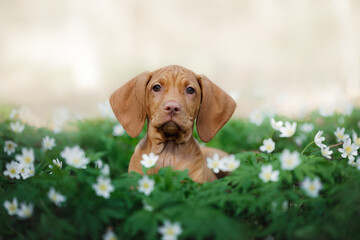 cute vizsla puppy lying outdoors on a meadow with white flowers