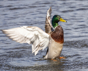 Male mallard duck displaying in water with wings outstretched during a sunny day