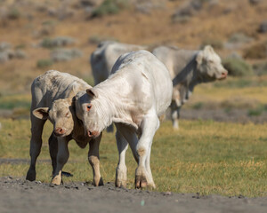 Cows and calves grazing peacefully in a grassy field under bright sunlight in a rural setting
