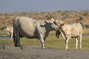 Cows interacting in a serene pasture under clear skies during late afternoon near a water source