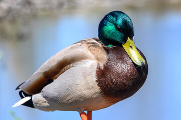 Male mallard duck perched by the water on a sunny day in a natural wetland setting