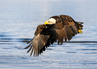 Majestic eagle soaring low over the shimmering water surface in bright daylight