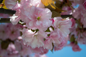 pink cherry blossom