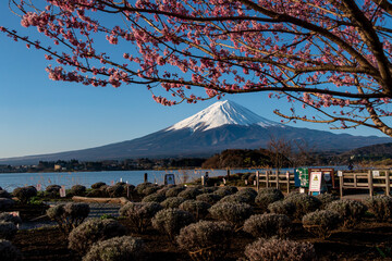 mount fuji and cherry blossoms