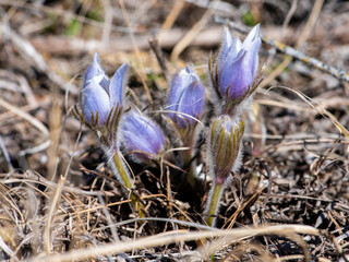 Prairie crocus in the spring