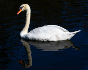 Elegant swan gracefully gliding across tranquil waters during a sunny afternoon in a serene natural setting