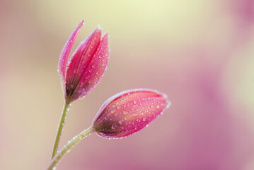 Piękne tulipany botaniczne na jasnym tle, na kartę z życzeniami. © Elżbieta Kaps