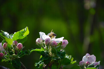 Fototapeta premium bee on pink flower