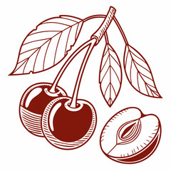 cherry fruits vector illustration