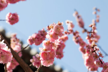 Vibrant pink blossoms blooming on cherry tree under clear blue sky