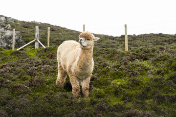 Einzelnes hellbraunes Alpaka auf grüner irischer Weide