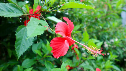 Hibiscus rosa-sinensis, known colloquially as Chinese hibiscus, China rose, Hawaiian hibiscus, rose mallow and shoeblack plant, is a species of tropical hibiscus