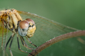 Macro photograph of a dragonfly perched on a twig. Intricate details of large, textured eyes and delicate wings. Ideal for nature, wildlife and macro photography themes.