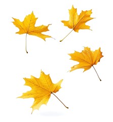 Autumn maple leaves falling down