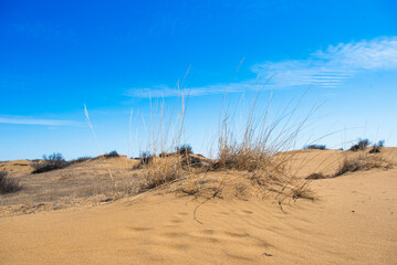 Sand dune trail in Douglas Provincial Park