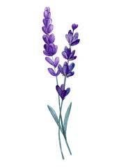 Obraz premium Minimal watercolor lavender flower stems in purple with green leaves botanical floral illustration